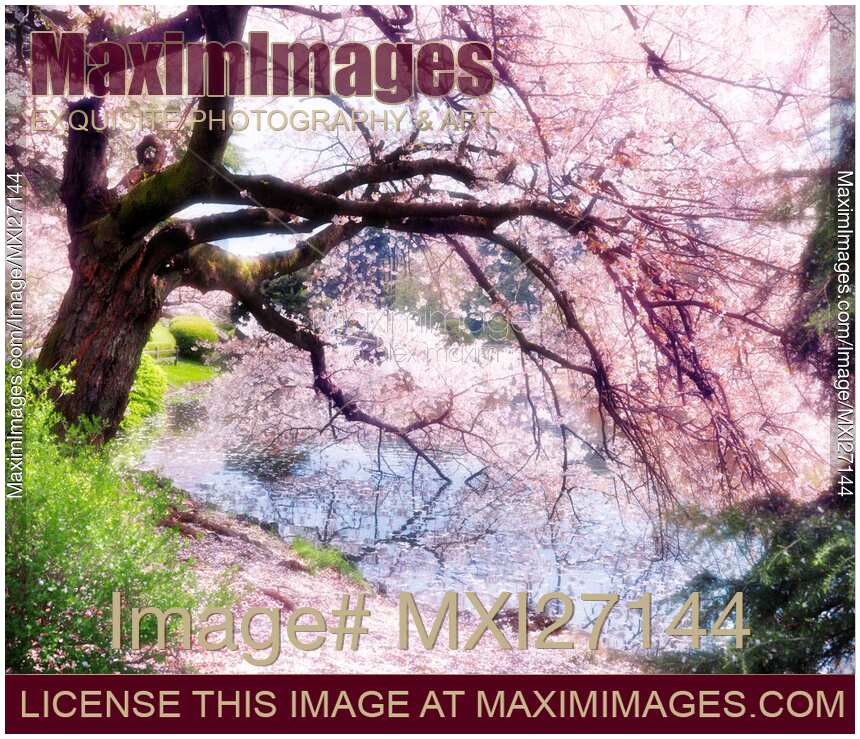 Stock photo Blossoming cherry tree touching water MaximImages